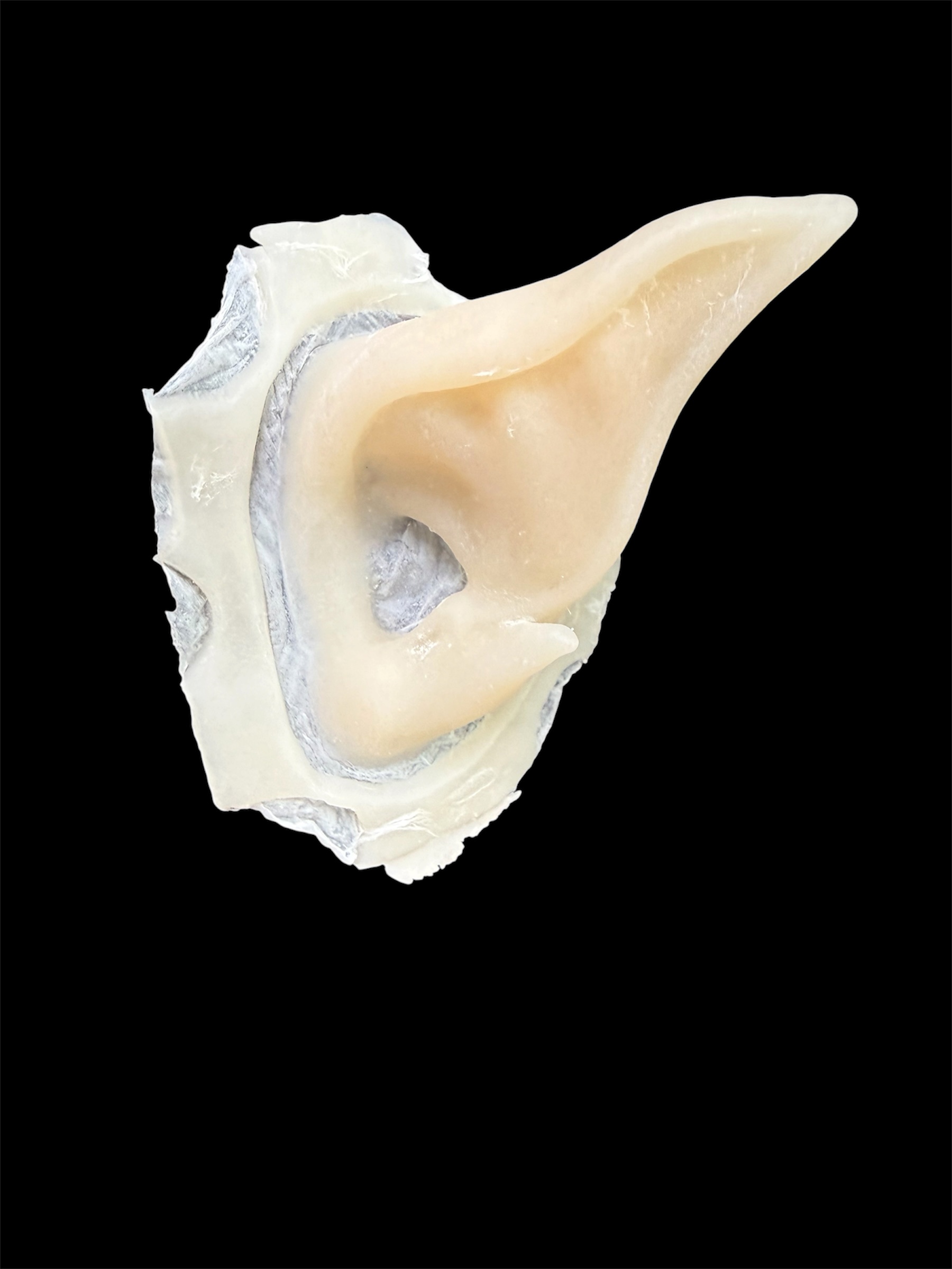 Orc Ears prosthetic, unpainted